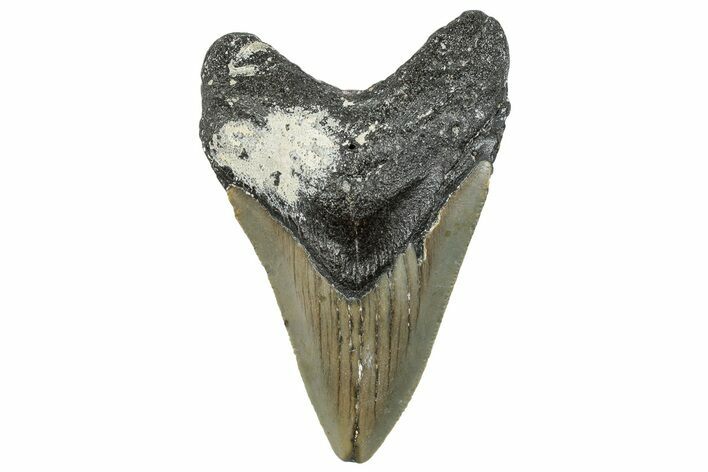 Serrated, Fossil Megalodon Tooth - North Carolina #295101